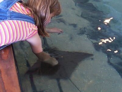 stingray3.jpg
