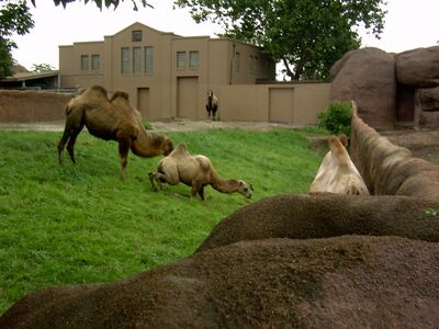 camels.jpg
